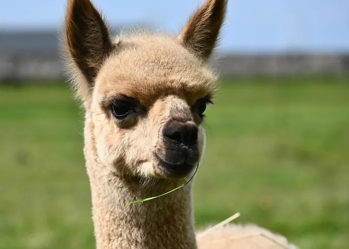 Alpaca World Friesland